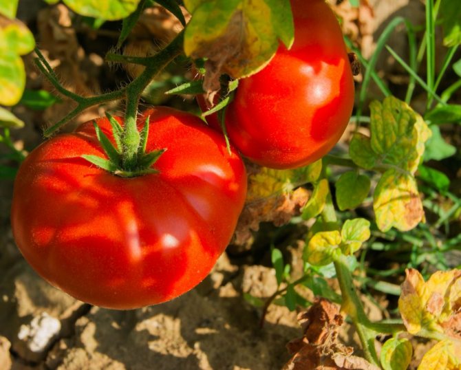 Tomato Bear's cakar: ciri dan keterangan mengenai varietas, hasil dengan foto dan ulasan yang ditanam