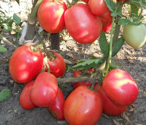 tomat nybörjare sort beskrivning foto recensioner
