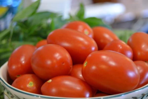 mga review ng tomato newbie