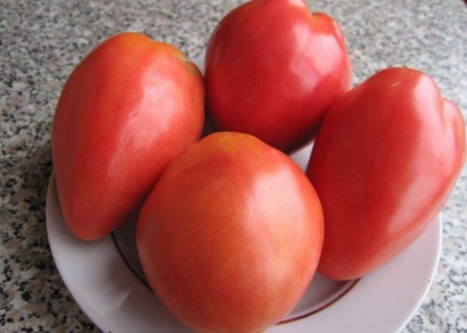 خصائص بستاني الطماطم بتروشا ووصف لمجموعة متنوعة من المراجعات الناتجة عن الصورة