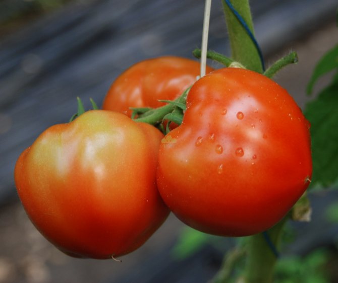 Tomato President descriere și cultivare