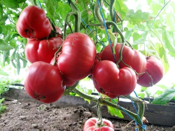 Tomato Pink honey sa isang greenhouse
