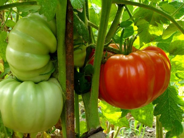 Tomato Russian size is distinguished by large fruits