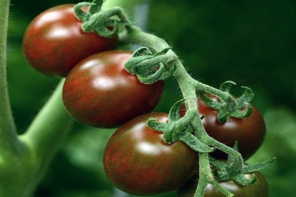 choklad tomat recensioner foto