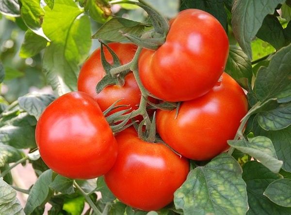 awal masak tomato Siberia di ladang terbuka