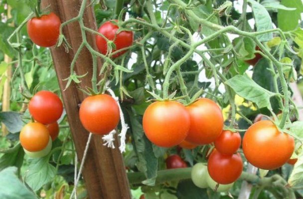 Tomato Skorospelka