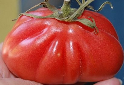 Tomato One hundred pounds: characteristics and description of the variety with photos, yield, reviews