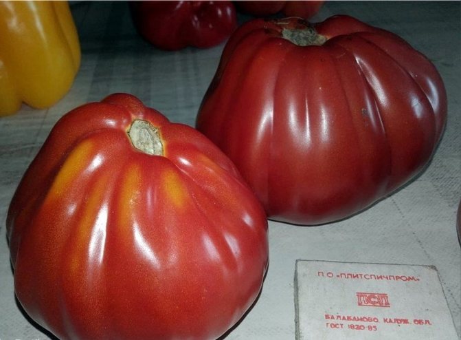 Tomato Isang daang libra: mga katangian at paglalarawan ng pagkakaiba-iba sa mga larawan, ani, repasuhin