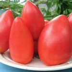 Pomidoras „Supermodelis“