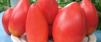 Tomato "Supermodel"