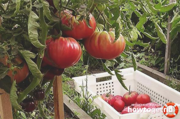 Tomato Ural Giant - keterangan dan ciri-ciri pelbagai - ZdavNews