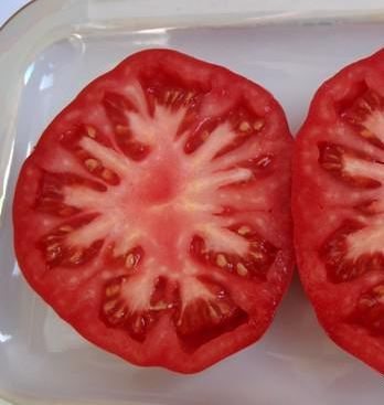 Tomato walang hanggang pag-ibig cutaway