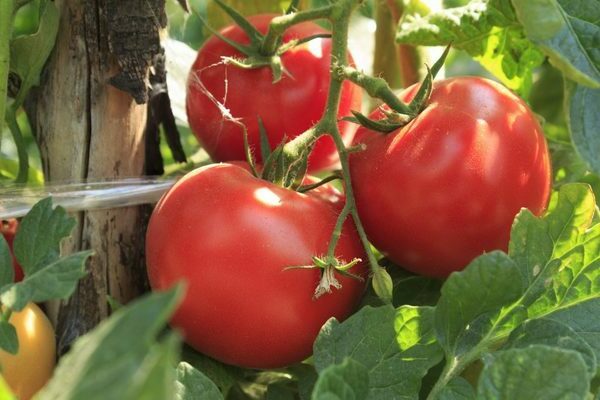 Volgograd tomat: allt du behöver veta om Vologda-tomater