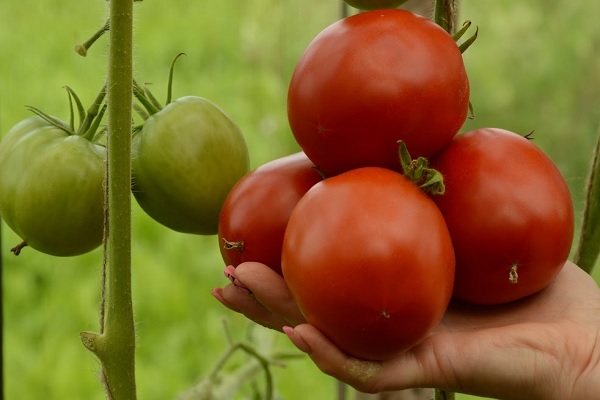 Tomato Apple Spas: paglalarawan at mga katangian ng pagkakaiba-iba na may mga larawan at pagsusuri