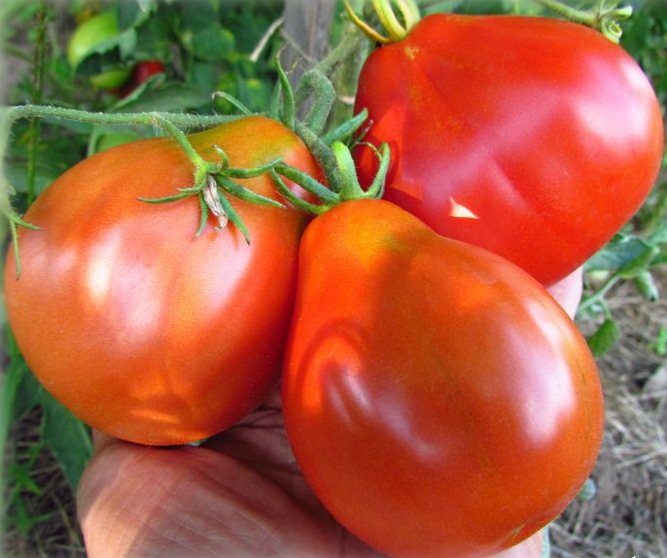 japanese tomato in hand