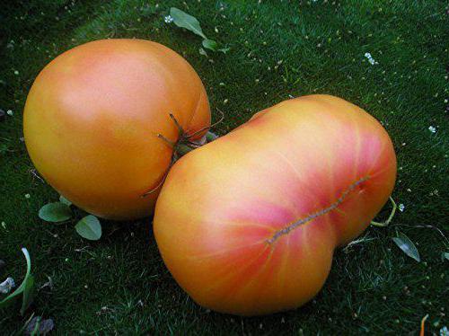 Tomaten-Natur-Rätsel-Funktion