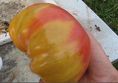 tomat mysterium av naturen recensioner foto