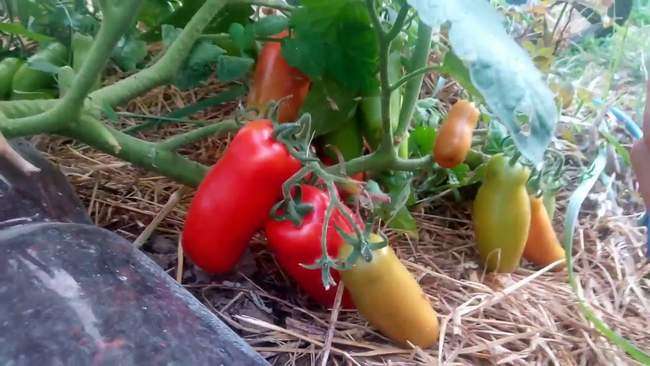 Pomidorų Zhigalo savybės ir veislės aprašymas, derlius ir pasodintų nuotraukų apžvalgos