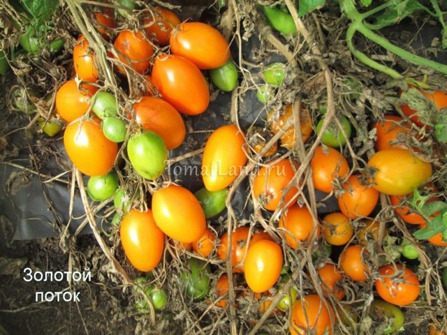 Tomato Golden Stream: popis, fotografie, zemědělská technologie, pěstování, péče a sklizeň