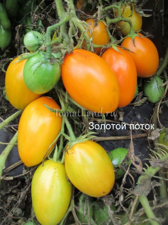 Tomat Golden Stream: beskrivning, foto, jordbruksteknik, odling, vård och skörd