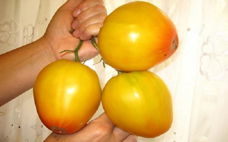 Tomaten goldene Kuppeln