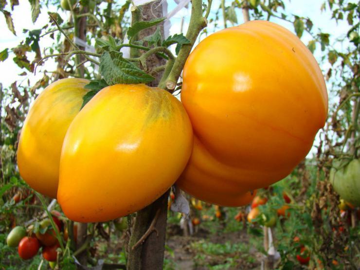kubah emas tomato