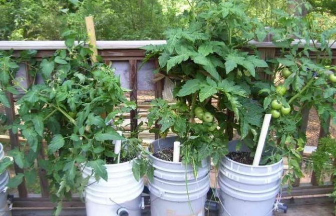 Tomato bushes in metal buckets