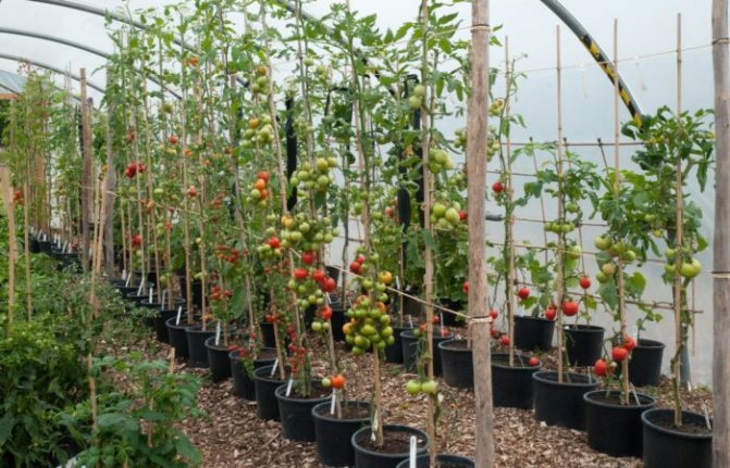Tomatbuskar i ett växthus i ett parallellt mönster