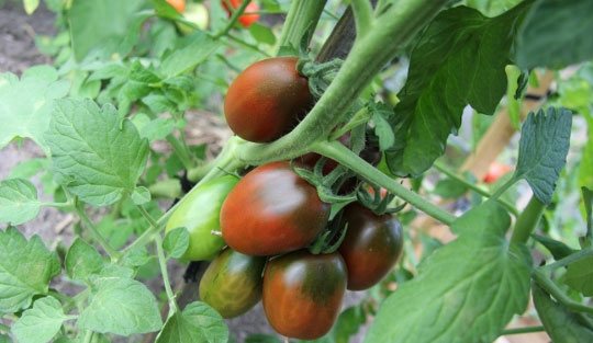 '' Tomates