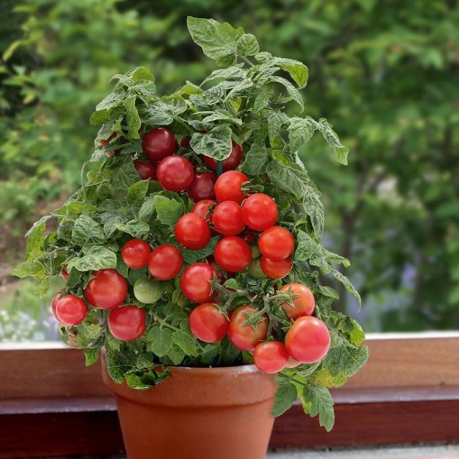 Bakul tomato ceri yang tumbuh rendah di tingkap