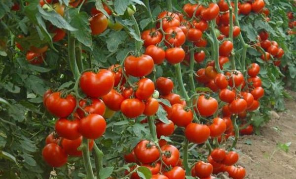 Tomato ceri Sharm bersaiz kecil