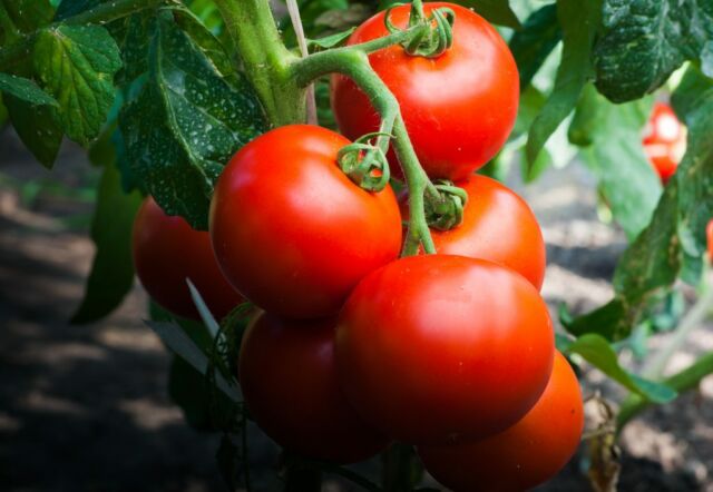 Tomater för de norra regionerna är de bästa sorterna för öppen mark och växthus