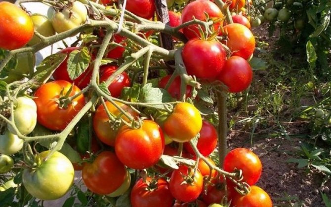 Tomatoes "Irina F1"