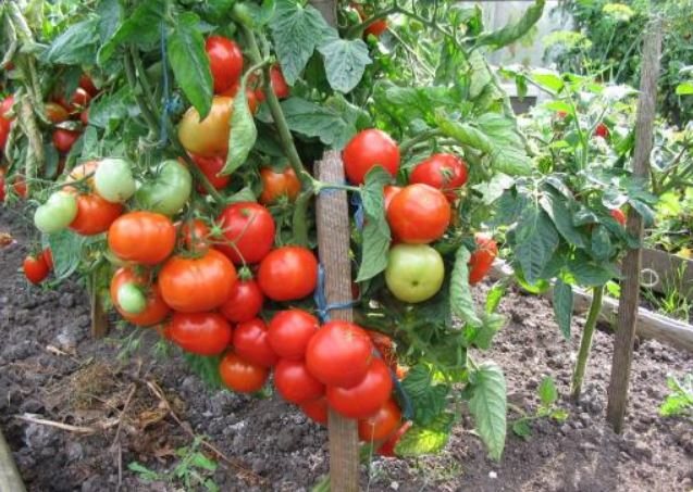 Lågväxande tomater utan att klämma Alpha