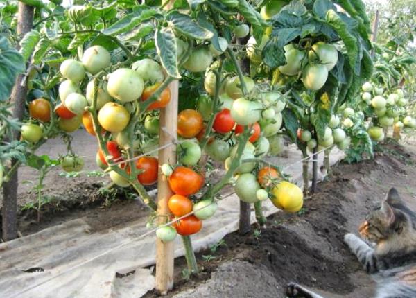 Lågväxande tomater utan att klämma Rödluvan