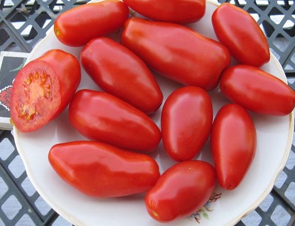 Tomato yang tumbuh rendah tanpa mencubit taring Merah