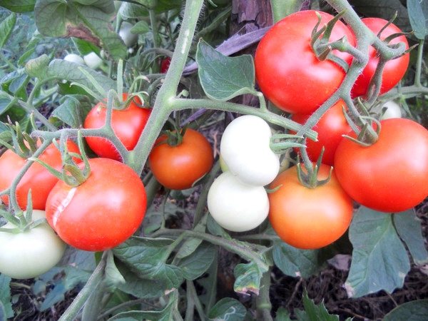 Tomato yang tumbuh rendah tanpa mencubit Yablonka dari Rusia
