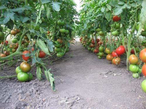 tomater President F1 i trädgården