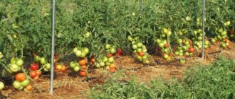 Tomater växer utomhus