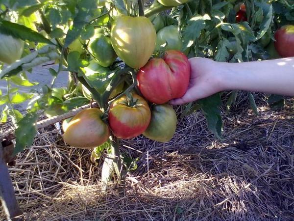 Sibiriska tomater har vanligtvis mycket stora frukter.