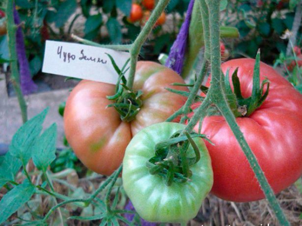 Tomatoes varieties Wonder of the earth