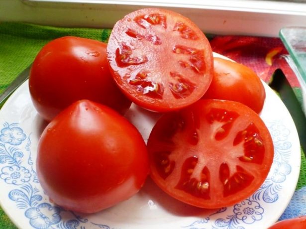 Tomatoes varieties Centaur F1