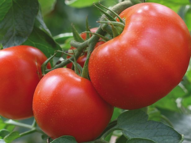 Tomatoes varieties Vasilievna F1
