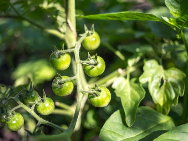 Tomaten sind gegen Mehltau resistent