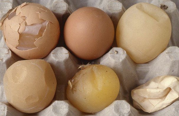 Tenké skořápky kuřecích vajec