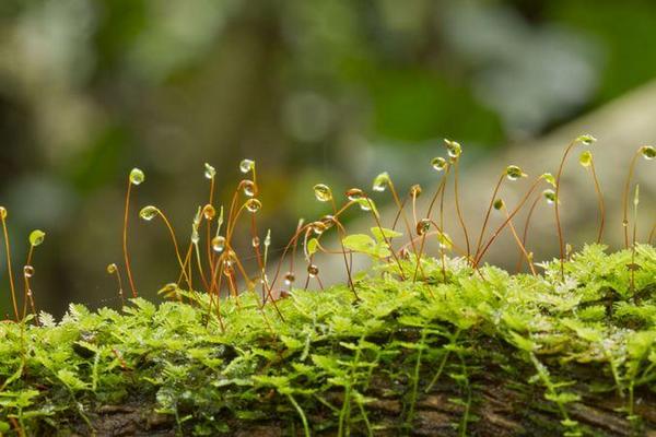 Tunna gröna mosstrådar absorberar aktivt näringsämnen från jorden, vilket gör att växter växer mycket dåligt