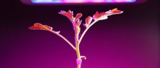 أفضل 10 مصابيح نباتية على مصابيح LED: تصنيف الأجهزة للإضاءة التكميلية والنباتات النامية في المنزل