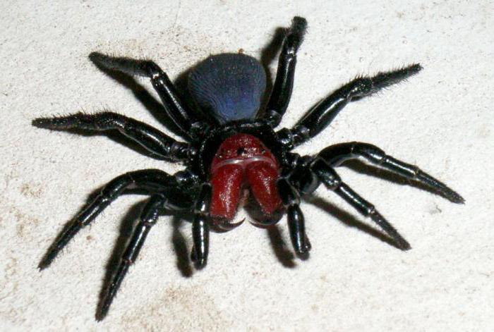 topp 10 farligaste spindlar