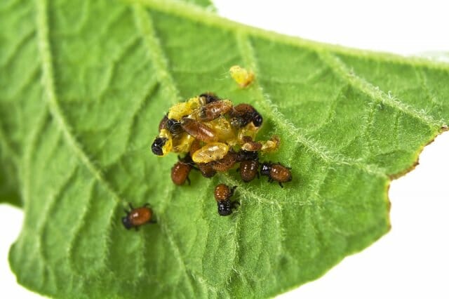 TOP 10 Ubat untuk kumbang kentang Colorado