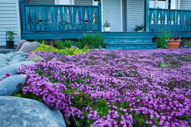 Top 15 best creeping perennials - bright rugs in the country